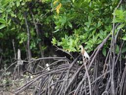 Di sepanjang sungai ini, terdapat populasi haiwan yang tinggi termasuk orang utan, gajah. Hutan Mangrove Terluas Di Dunia Saripedia Wordoress Com
