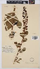 Image result for Crotalaria steudneri