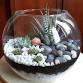 Succulent Terrarium Workshop