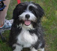 Adopt Fletcher On Petfinder Collie Mix Dogs Fluffy Dog Rescue Dogs