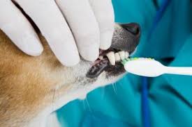 (ppo) plans have a network of dentists. Pet Dental Services In Knoxville Tn Rocky Hill Animal Hospital