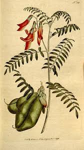 Image result for Lessertia pauciflora