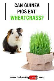 Pin On Guinea Pig Food And Diet