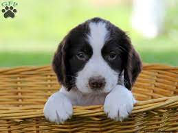 Pin By Greenfield Puppies On Puppies Of The Day Springer Spaniel Puppies English Springer Spaniel Puppy Springer Spaniel