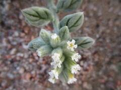 Image result for Trichodesma physaloides