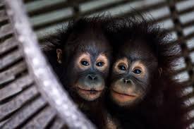 They spend most of their time in trees, lounging or swinging from branch to branch with their long arms. Orangutan Forest School In Indonesia Takes On Its First Eight Students