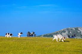 Strada valea frumoasei, nr.50, sugag, sugag, sugag, rumänien, 517775. Bilder Panoramastrasse Transalpina Rumanien Franks Travelbox