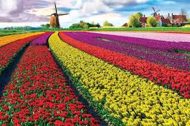 Revia maya 22 january, 2020 gambar 1.6k view. 5 Destinasi Wisata Bunga Tulip Yang Indah Di Belanda