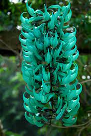 Jade is described as being of asian descent and having short unevenly cut hair. The Spectacular Jade Vine Steemit