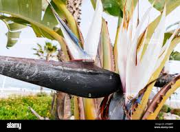 Image result for Strelitziaceae