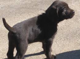I know of a few places you can find pudelpointer puppies. Foothill Kennel Pudelpointer Breeder Pudelpointer Dogs Puppies