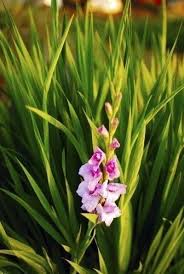 City and courtyard gardens, cottage and informal gardens, patios, containers. Glads Did Not Flower Reasons For No Blooms On Gladiolus Plants