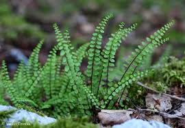 Image result for sleziník Asplenium