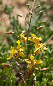 Image result for Tecophilaeaceae