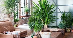 Mit wenig aufwand gedeiht diese exotische begrünung auch in deutschland und bri Yucca Palme Als Zimmerpflanze Das Haus