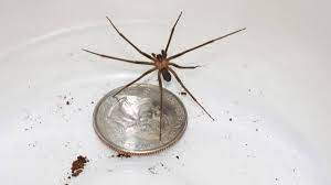 Other pests in your home or surrounding land can include wasps, bees, termites, roaches, and, and any wild animal that makes it way onto your property. Kansas Researchers Take Bite Out Of Brown Recluse Fear The Wichita Eagle