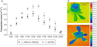 In the country, but close to your home. The Genetic Basis Of Water Use Efficiency And Yield In Lettuce Bmc Plant Biology Full Text