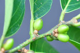 Image result for Bridelia micrantha