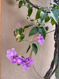 Image result for Adenocalymma