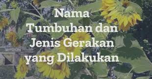 Cahaya matahari juga menguraikan hormon auksin yang akan mengakibatkan lambatnya pertumbuhan. 12 Nama Tumbuhan Dan Jenis Gerakan Yang Dilakukan Ilmusiana