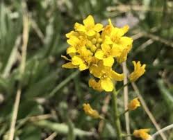 Berries are generally sour, but Yellow Wildflowers Colorado S Wildflowers