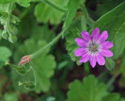 We did not find results for: Doves Foot Cranesbill Identify This Lawn Weed