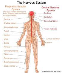 The retina, optic nerve, olfactory nerves, and olfactory epithelium are sometimes considered to be part of the cns alongside the brain and spinal cord. The Central Nervous System Science Tiaras Tantrums Human Nervous System Central Nervous System Nervous System Lesson Plans