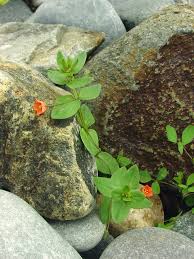Image result for Lysimachia arvensis
