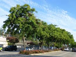 Image result for Tipuana