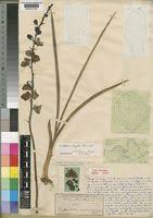 Image result for Eulophia schweinfurthii