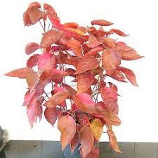 Image result for Acalypha nyasica