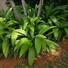 Image result for Curculigo