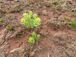 Image result for Clutia monticola