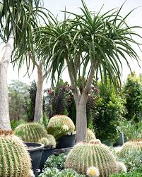 Image result for Aloidendron barberae