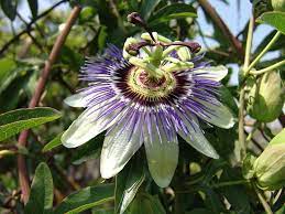 Passion Flower Passiflora Caerulea Passiflora Caerulea Blue Passion Flower Passion Flower