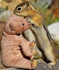 Then, there are many models. 30 Adventures Of Squirrel And Bear Ideas Squirrel Bear Baby Chipmunk