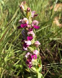 Image result for Brachycorythis velutina