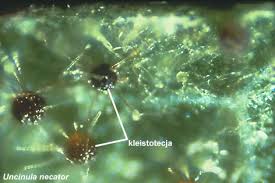 Image result for Uncinula necator