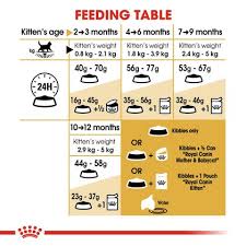 British shorthair weight at seven months. British Shorthair Kitten Dry Royal Canin