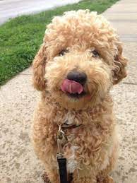 Petite X2f Toy Goldendoodles Due End Of June Ready End Of August We Are Accepting Applications And Deposits Now Dog Breed Info Goldendoodle Toy Goldendoodle