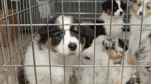 Montgomery county animal services and adoption center. Maryland Becomes Second State To Ban Retail Sales Of Animals Sourced From Puppy And Kitten Mills Animal Legal Defense Fund
