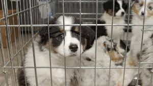 If you're interested in adopting a national mill dog rescue dog, please go to the foster/adopt link to read our requirements and complete an application to adopt. Maryland Becomes Second State To Ban Retail Sales Of Animals Sourced From Puppy And Kitten Mills Animal Legal Defense Fund