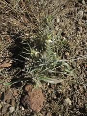 Image result for Blepharis dunensis