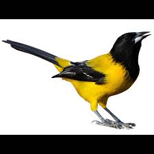 Image result for Syncolostemon oritrephes