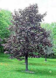Similar to most maples, this deciduous tree has a moderate to fast growth rate and adaptable soil tolerance. 1733 Maple Trees Planttalk Colorado