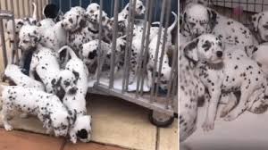 Amazing Dogs Dalmatian Gives Birth To 19 Puppies Cbbc Newsround