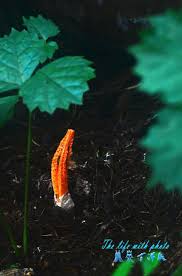 Image result for Pseudocolus schellenbergiae