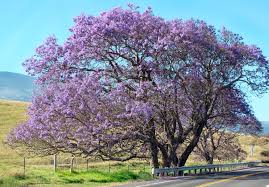 Image result for Erianthemum schelei