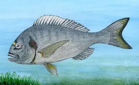 Les Dedans De La Mer La Mer Peche Poisson