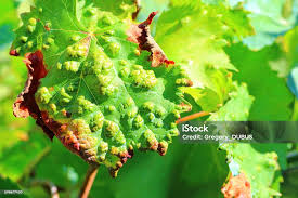 Image result for Colomerus vitis